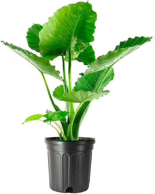 4" Alocasia California Odora (Elephant Ear)