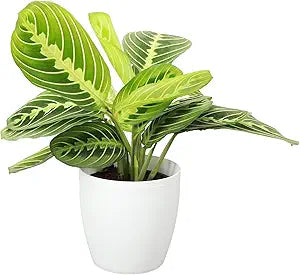 3" Maranta Lemon (Prayer Plant)