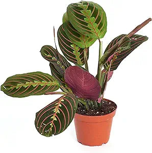 3" Maranta Red (Prayer Plant)