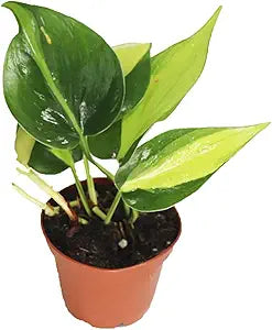 3" Philodendron Brazil