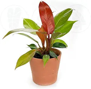 4" Philodendron Red Cherry