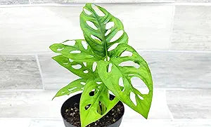 3" Philodendron Swiss Cheese