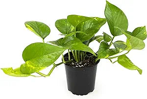 3" Pothos Golden