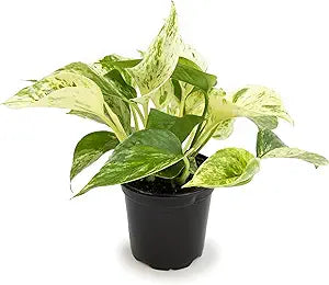 3" Pothos Queen Marble