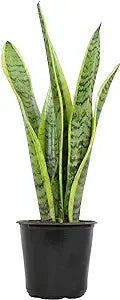 4" Sansevieria Laurentii