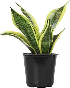 4" Sansevieria Superba