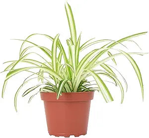 3" Spider Plant