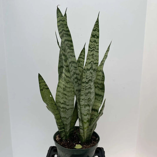 4" Sansevieria Zeylanica (6" Pot Shown In Picture)